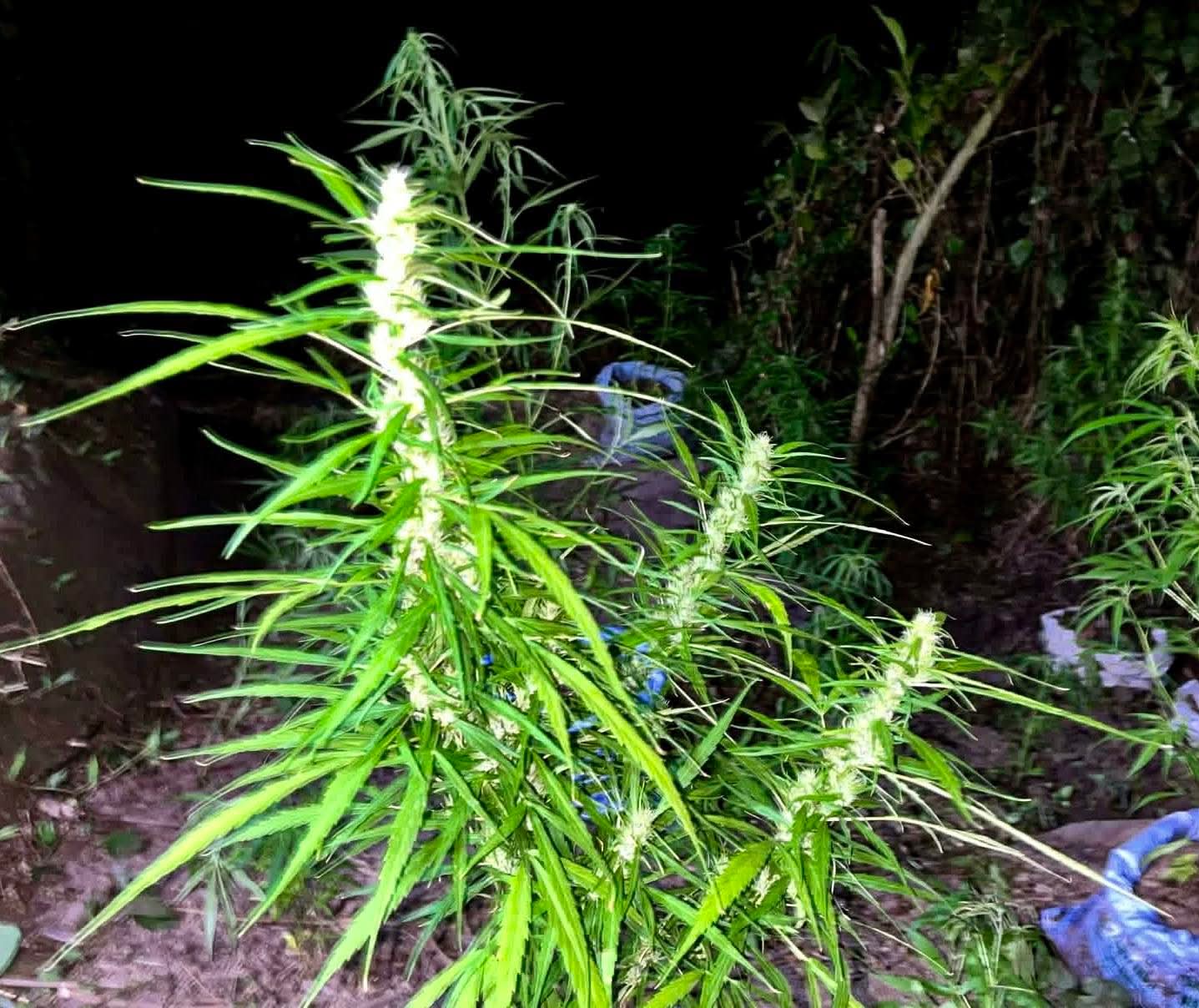 Cordillera Marijuana Plantations Worth ₱69M Destroyed in PNP Drive