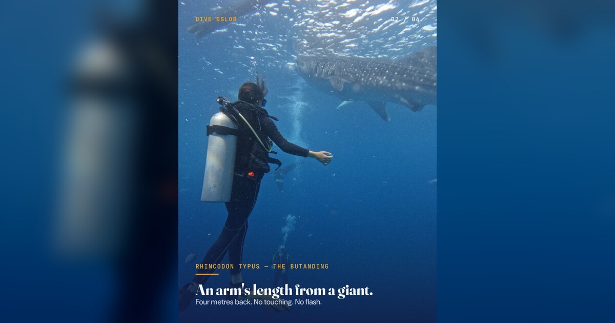 Dive Oslob: Swimming With Whale Sharks in Cebu
