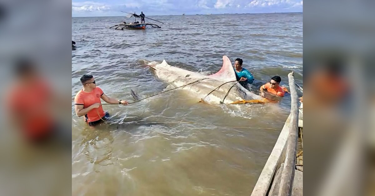 Butanding Carcass Found in Bacolod, Buried at Felisa Landfill