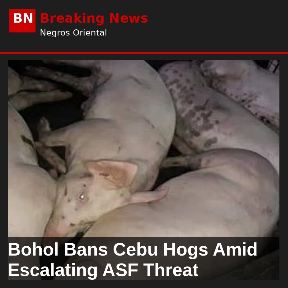 Bohol Bans Cebu Hogs Amid Escalating ASF Threat